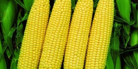 Sadnja bonduelle kukuruza